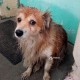 Пропала собачка в Красноармейском районе Волгограда