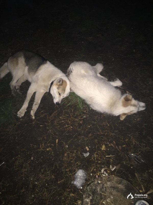 Найдены 2 собаки 