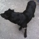 Найден пёс черного окраса