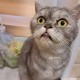 Найдена персидская кошка ЖК "Репино" (д.38)