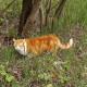 Найден в Крылатском рыже-белый кот