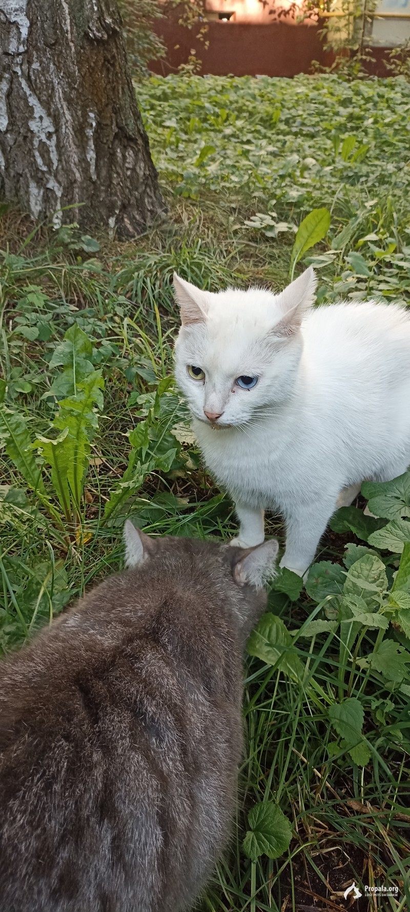 Найден белый кот