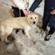 Найдена собака вечером 16.11.22 у метро Новые Черёмушки
