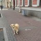 Бегает небольшая собачка по Лиговскому проспекту