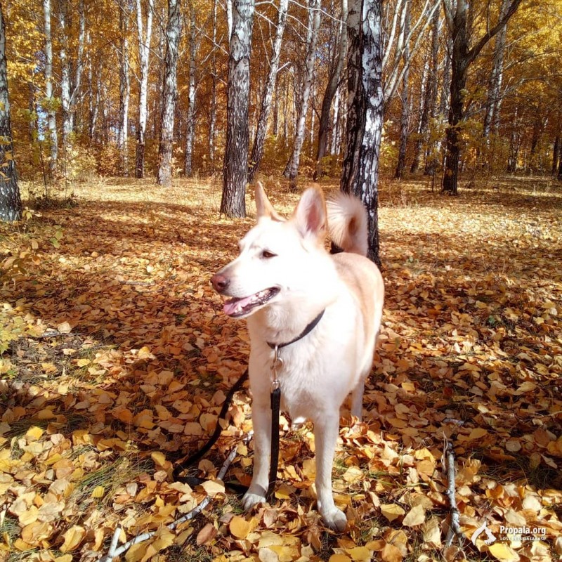 Потерялась собака в Челябинске