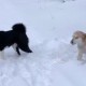 8 марта в Большесельском районе потерялись две собаки.