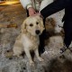 Найдена собака вечером 16.11.22 у метро Новые Черёмушки